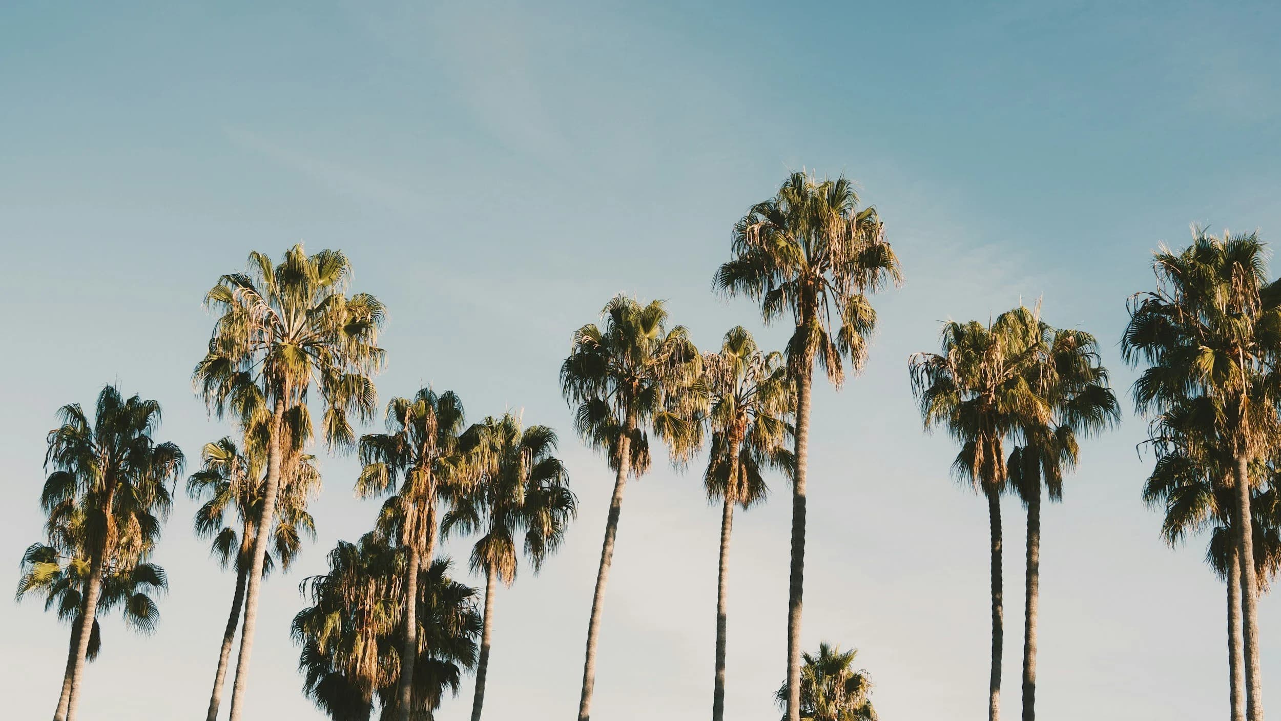 Palm trees beneath a clear Santa Barbara sky